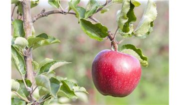 Gartenpflanzen Daepp