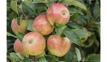 Gartenpflanzen Daepp