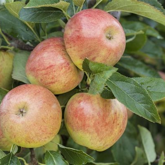 Malus domestica 'James Grieve' Malus domestica 'James Grieve'