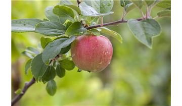 Gartenpflanzen Daepp