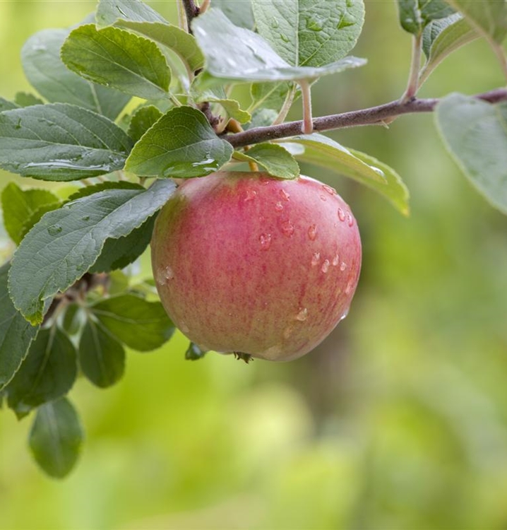 Apfelbaum