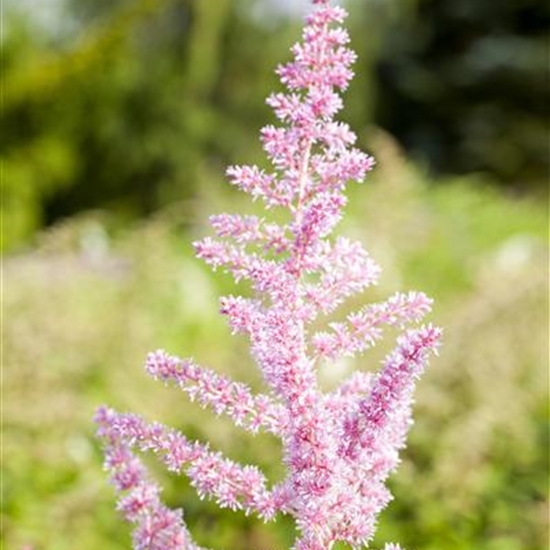 Astilbe (Arendsii-Gruppe) 'Cattleya' Astilbe (Arendsii-Gruppe) 'Cattleya'
