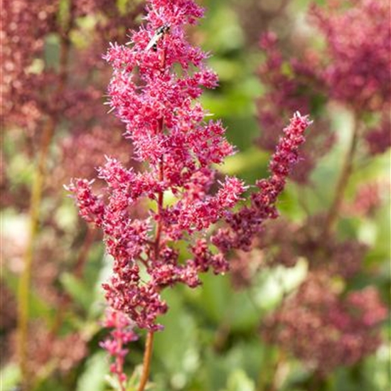 Astilbe (Arendsii-Gruppe) 'Spinell' Astilbe (Arendsii-Gruppe) 'Spinell'