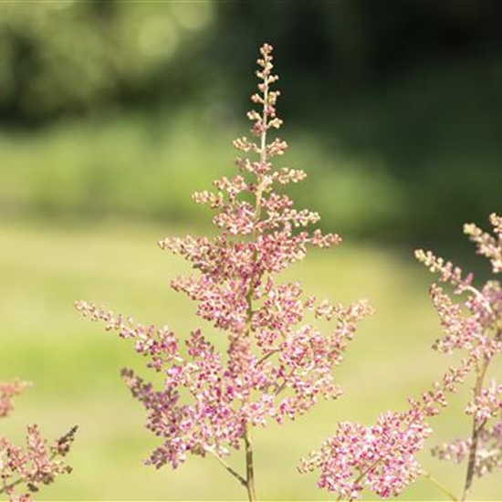 Astilbe (Simplicifolia-Gruppe) 'Sprite' Astilbe (Simplicifolia-Gruppe) 'Sprite'