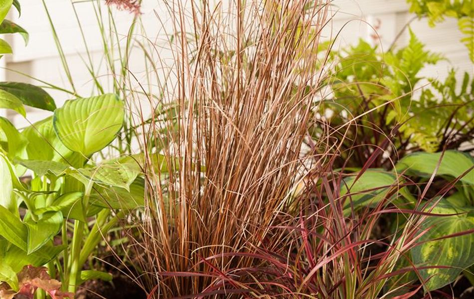 Carex buchananii 'Franks Hair'