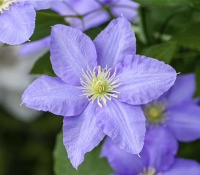 Clematis (Grossbl., frühblüh. Gruppe) 'Lasurstern'