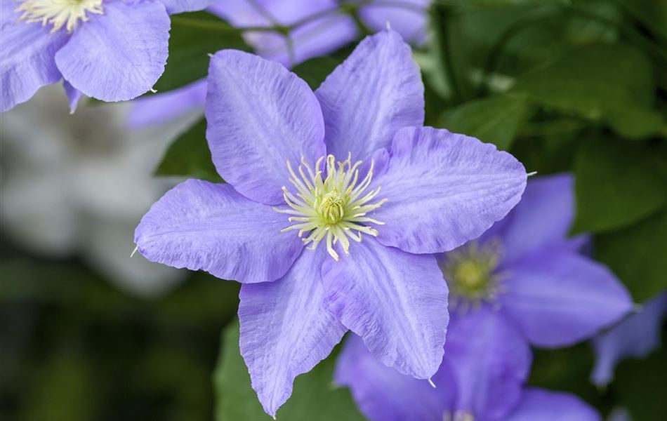 Clematis (Grossbl., frühblüh. Gruppe) 'Lasurstern' Clematis (Grossbl., frühblüh. Gruppe) 'Lasurstern'