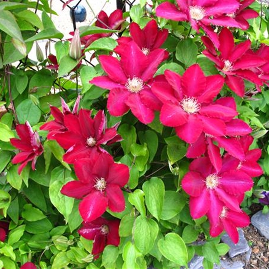 Clematis (Grossbl., spätblüh. Gruppe) 'Ernest Markham' Clematis (Grossbl., spätblüh. Gruppe) 'Ernest Markham'