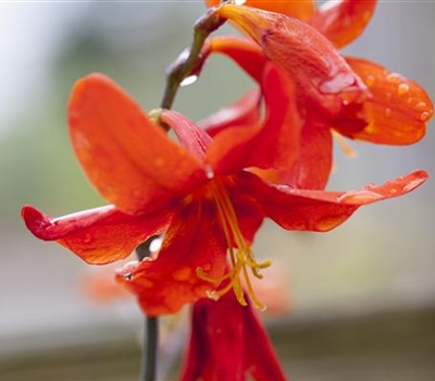 Crocosmia 'Babylon'