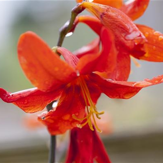 Crocosmia 'Babylon'
