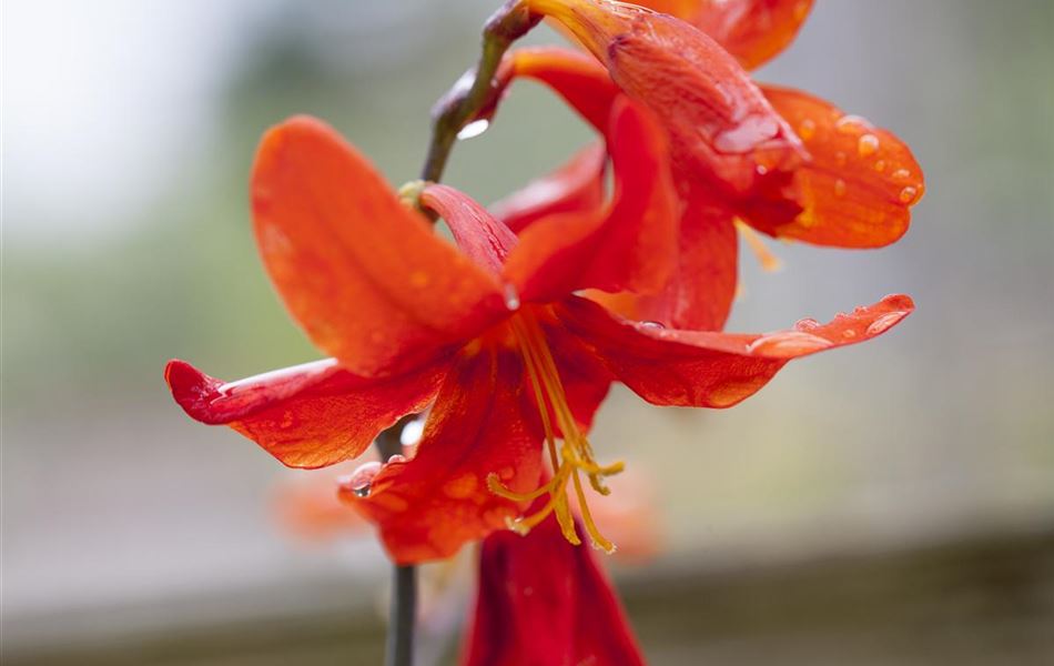 Crocosmia 'Babylon'
