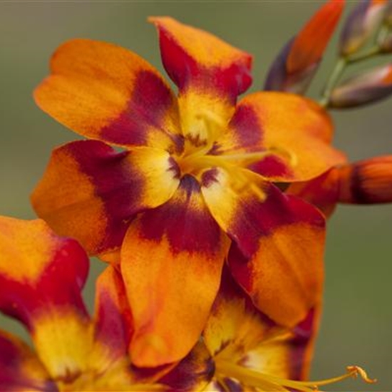 Crocosmia 'Emily McKenzie'