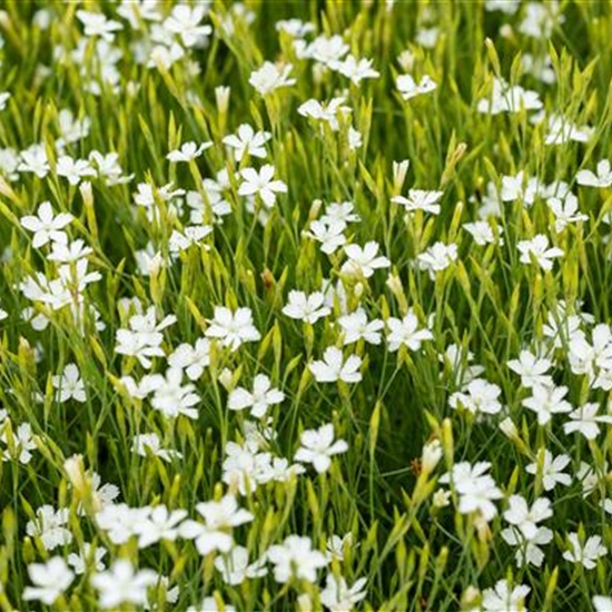 Dianthus deltoides 'Albiflorus' Dianthus deltoides 'Albiflorus'