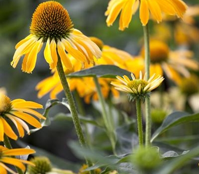 Echinacea 'Harvest Moon'