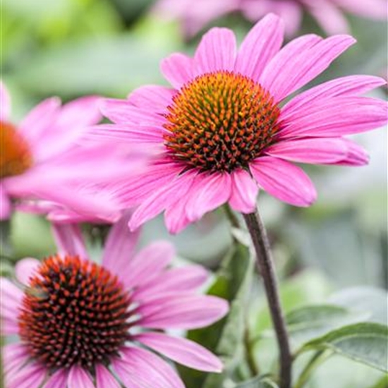 Echinacea purpurea 'PowWow Wild Berry'