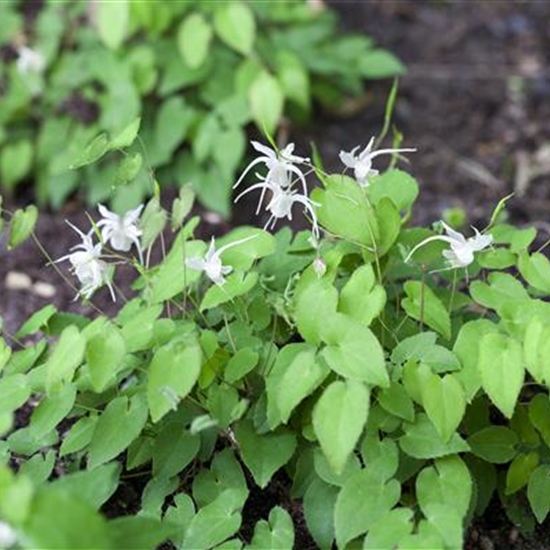 Epimedium youngianum (x) 'Niveum' Epimedium youngianum (x) 'Niveum'