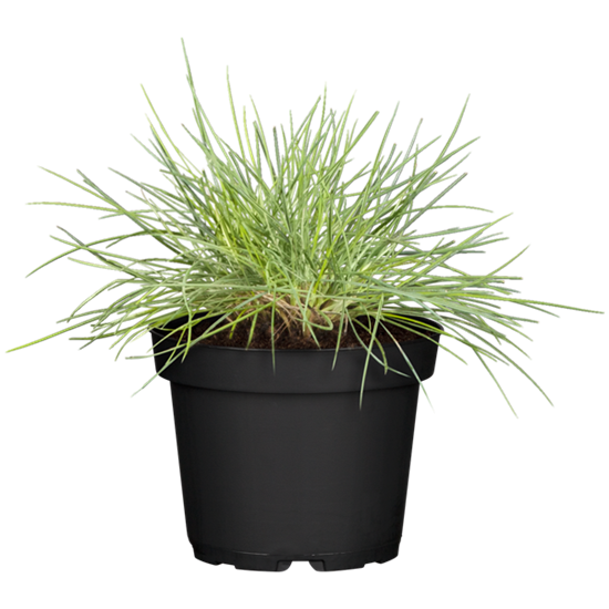 Festuca glauca 'Elijah Blue' Festuca glauca 'Elijah Blue'