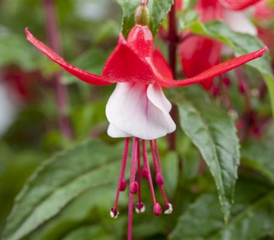 Fuchsia 'Madame Cornelissen'