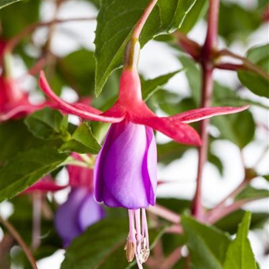 Fuchsia 'Mrs Popple' Fuchsia 'Mrs Popple'