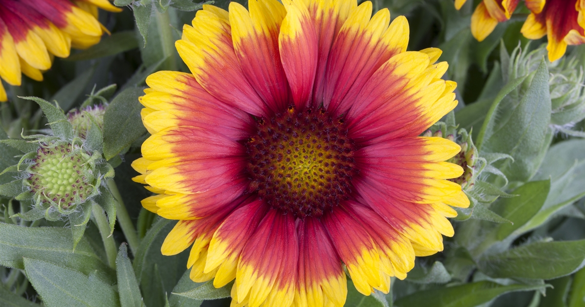 Gaillardia aristata Kobold Kokardenblume Gartenpflanzen Daepp