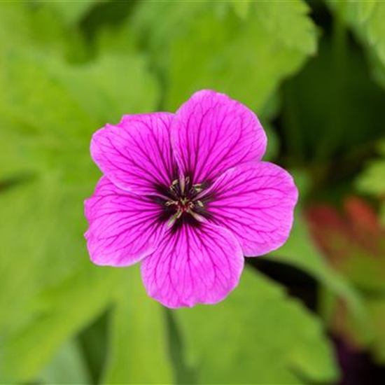 Geranium 'Ann Folkard' Geranium 'Ann Folkard'