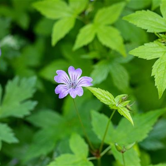 Geranium nodosum Geranium nodosum