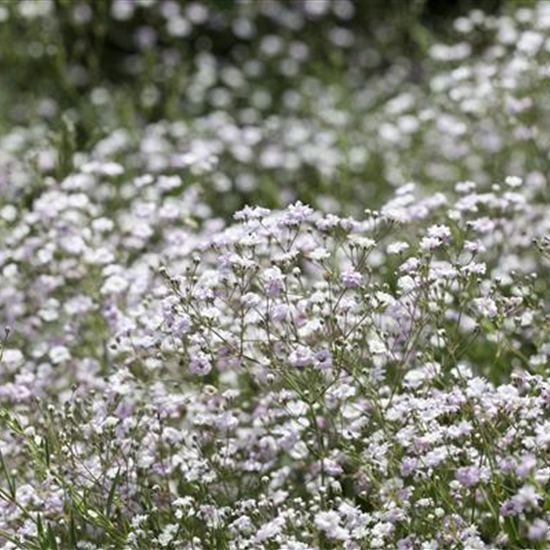 Gypsophila paniculata 'Schneeflocke' Gypsophila paniculata 'Schneeflocke'