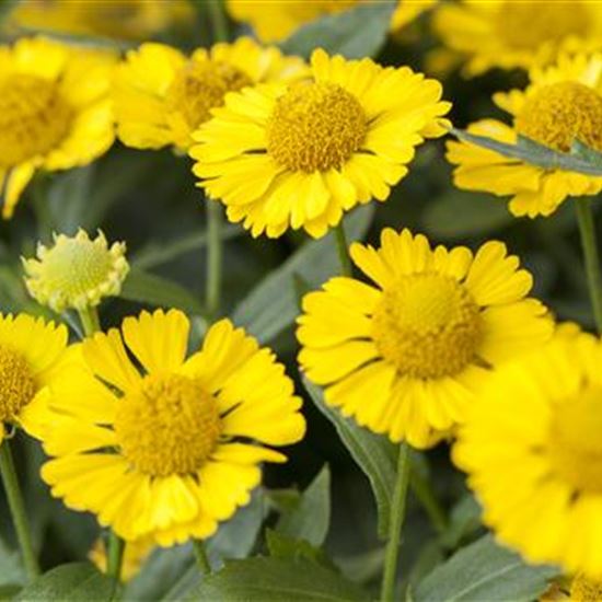 Helenium 'Kanaria' Helenium 'Kanaria'