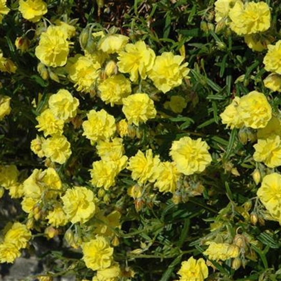 Helianthemum 'Sulphureum Plenum' Helianthemum 'Sulphureum Plenum'