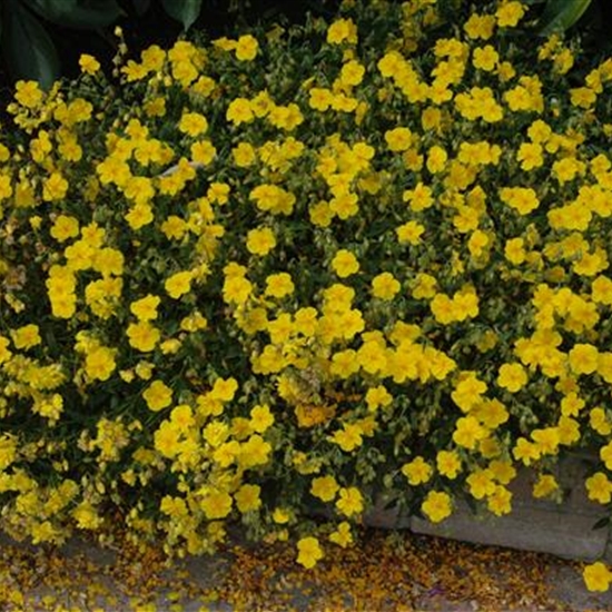 Helianthemum 'Wisley Primrose' Helianthemum 'Wisley Primrose'