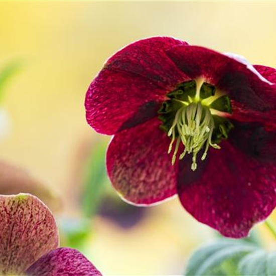 Helleborus orientalis Red Hybrids Helleborus orientalis Red Hybrids