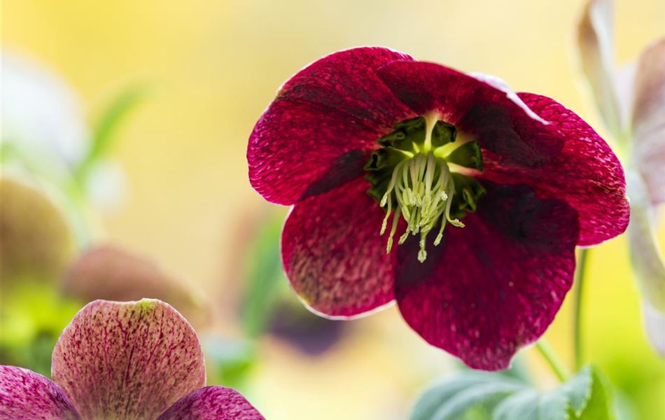 Helleborus orientalis Red Hybrids