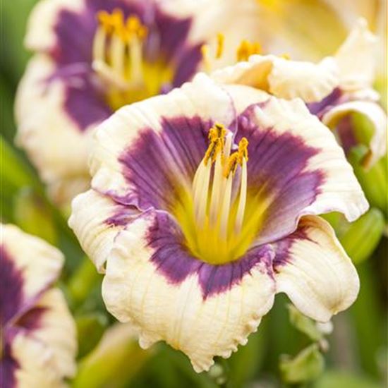 Hemerocallis 'Moonlit Masquerade'