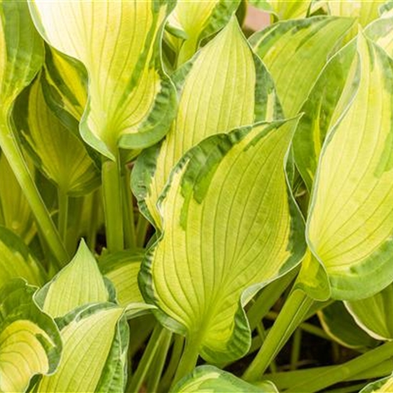 Hosta 'Fortunei Albopicta' Hosta 'Fortunei Albopicta'
