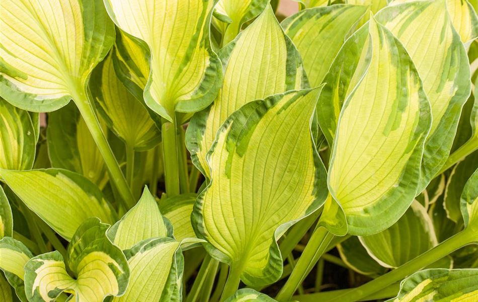 Hosta 'Fortunei Albopicta' Hosta 'Fortunei Albopicta'