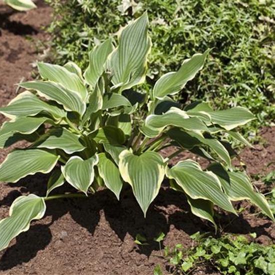 Hosta 'Fortunei Aureomarginata' Hosta 'Fortunei Aureomarginata'