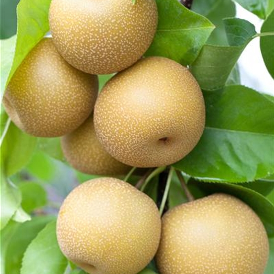 Pyrus pyrifolia 'Hosui'