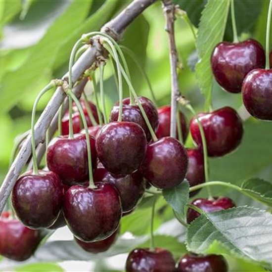 Prunus avium 'Sunburst' Prunus avium 'Sunburst'