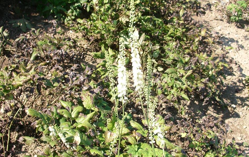 Actaea racemosa Actaea racemosa