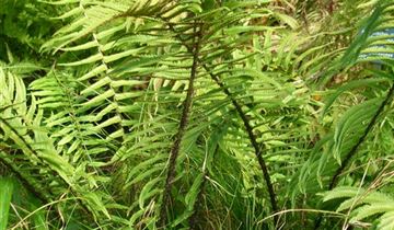 Zum Vergrößern klicken Bildvorschau