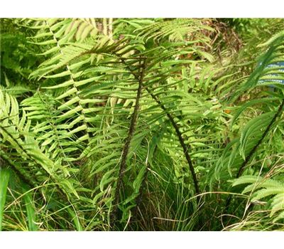 Dryopteris atrata