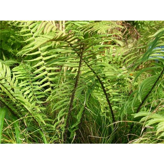 Dryopteris atrata Dryopteris atrata