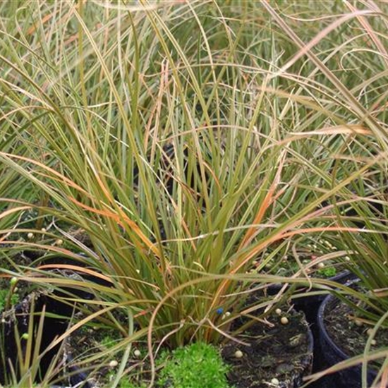 Carex tenuiculmis