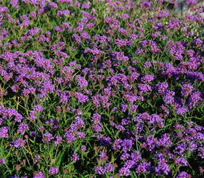 Verbena bonariensis 'Lollipop'
