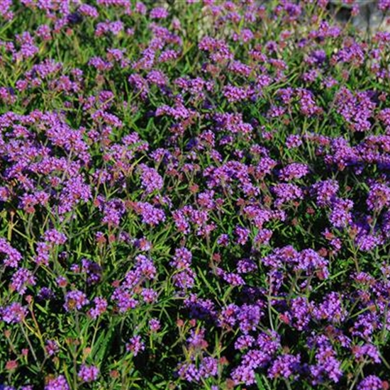 Verbena bonariensis 'Lollipop' Verbena bonariensis 'Lollipop'