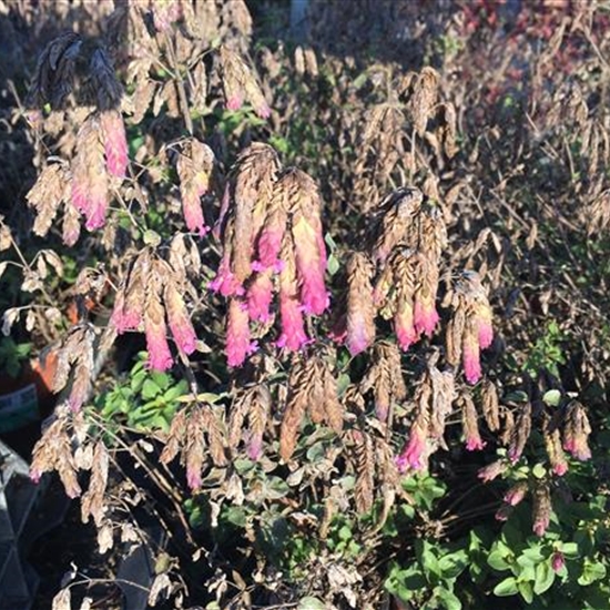 Origanum 'Hopfenblüte' Origanum 'Hopfenblüte'