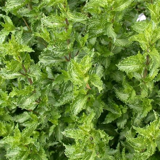 Mentha spicata 'Crispa' Mentha spicata 'Crispa'