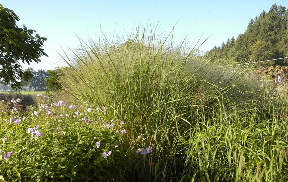 Panicum virgatum 'Cloud Nine'