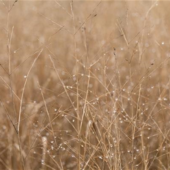Panicum virgatum 'Heavy Metal' Panicum virgatum 'Heavy Metal'