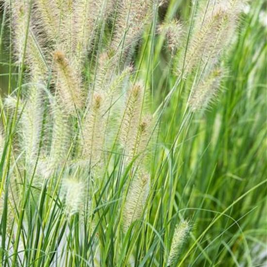 Pennisetum alopecuroides 'Little Bunny' Pennisetum alopecuroides 'Little Bunny'